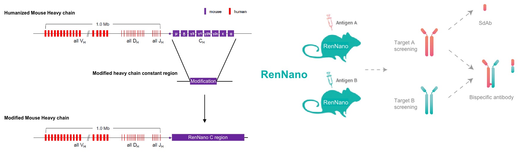 尊龙凯时人生就是搏官网成功研發全人納米抗體小鼠RenNano，重塑納米抗體藥物研發格局